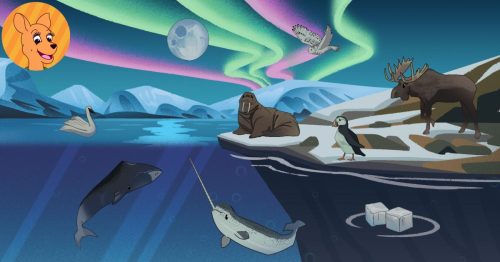 Read-a-roo Zoo arctic biome.